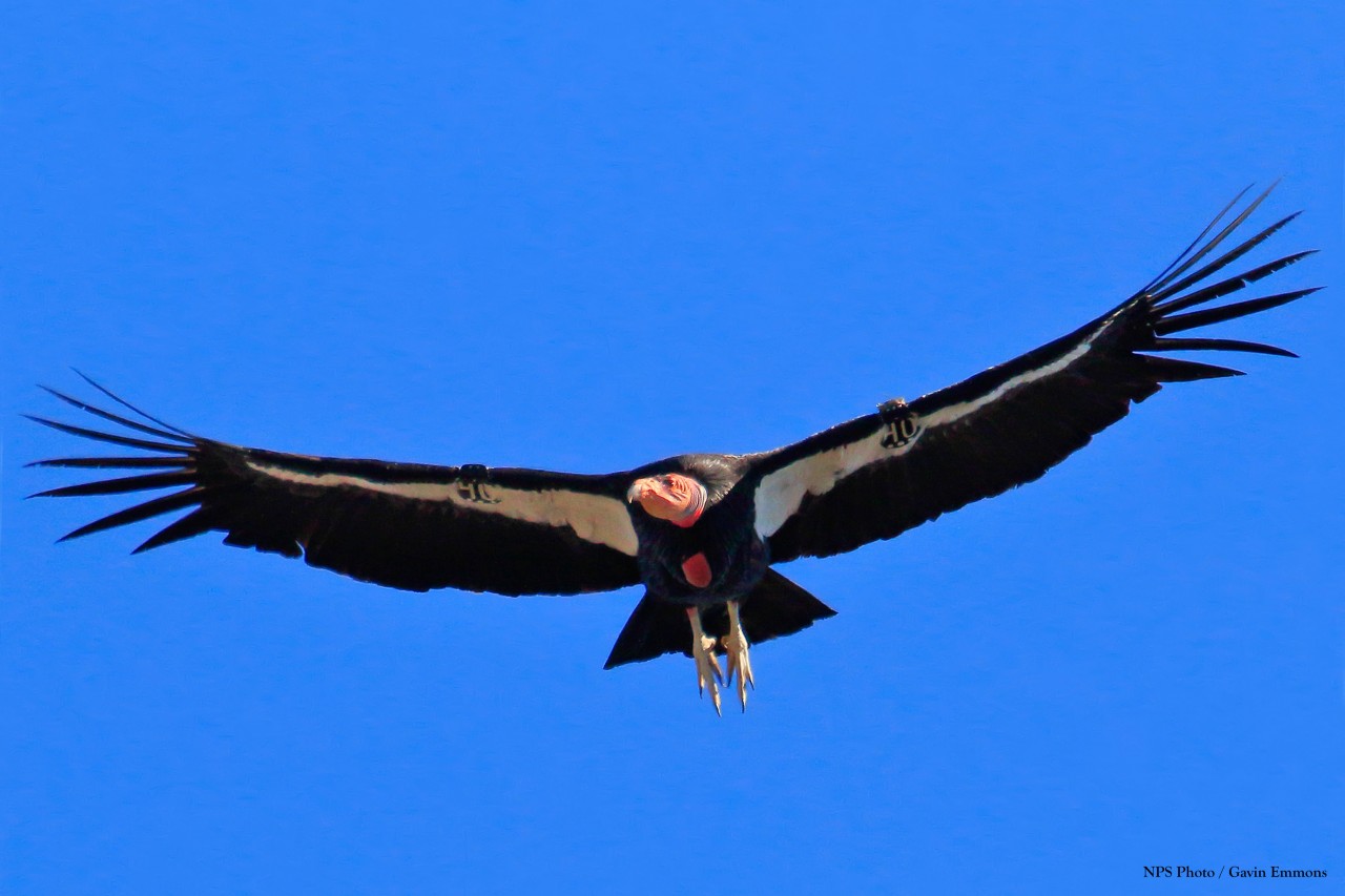 California condors having down year on Central Coast