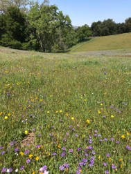 A pasture displays a wide array of spring flowers. (Click to see full show.) Photo by Bob Rowlands.