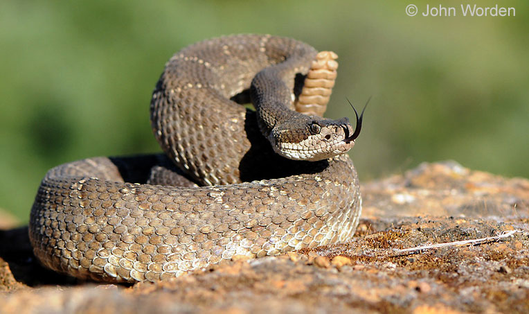 Rattlesnakes out and about